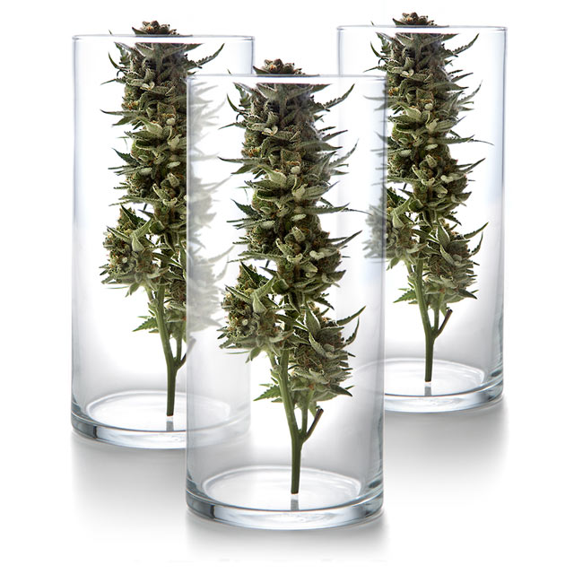 Print and packaging for OG Collective. Cuffe Sohn Design Salem Oregon.