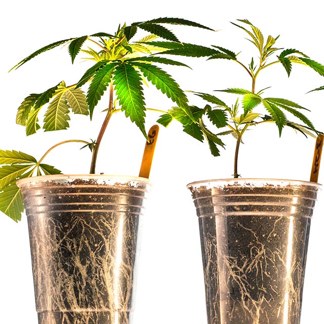 Product photography, OG Collective Salem OR, Cuffe Sohn Design 